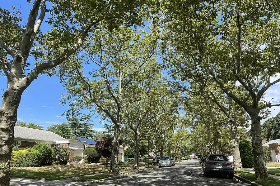 Residential street under a canopy of tall shade trees in North Valley Stream, New York
