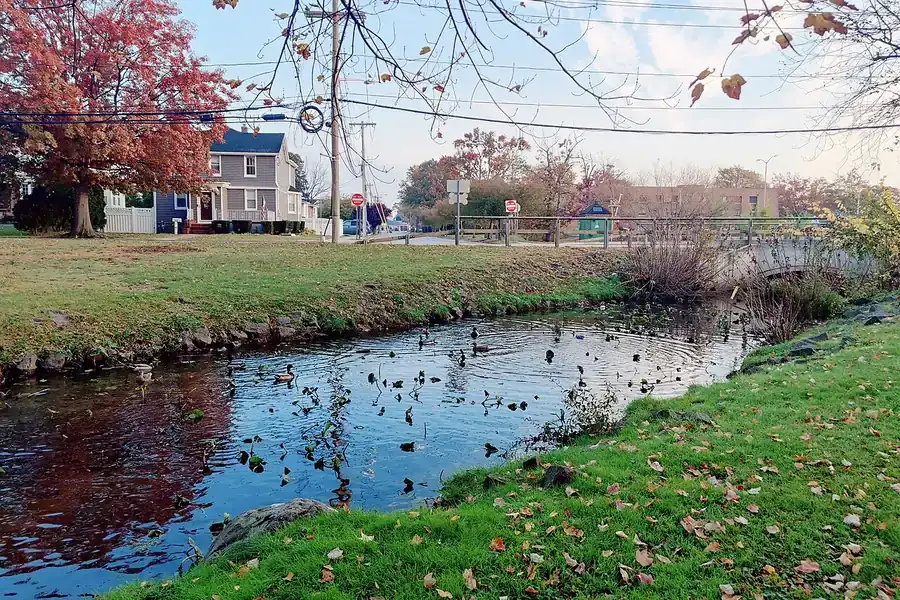 Ducks on a stream between grassy banks and autumn trees in Valley Stream, New York